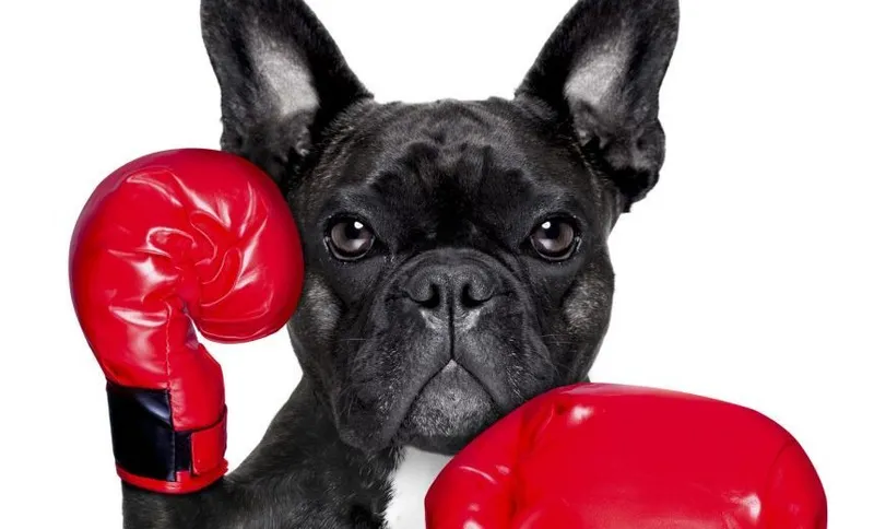 boxing dog