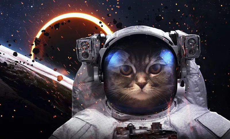 Brave cat astronaut at the spacewalk. This image elements furnished