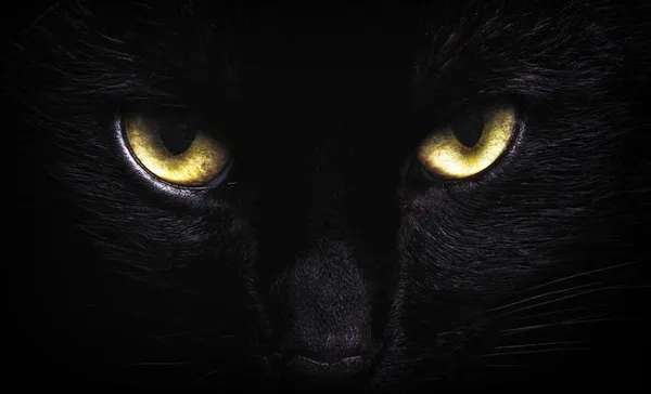 Black Cat