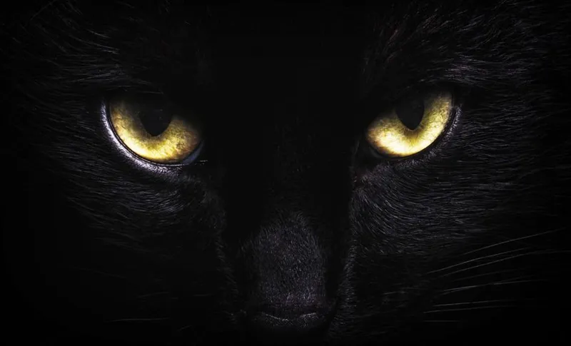 Black Cat