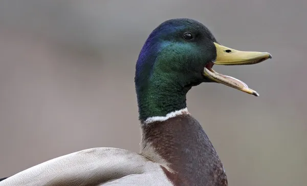 Quack