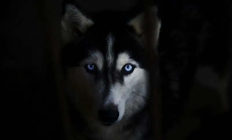 wolf