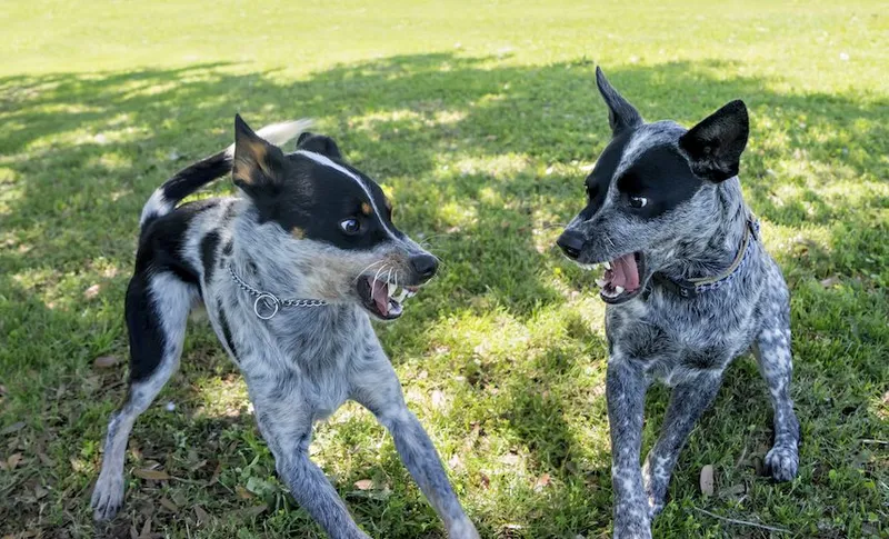 Dog fight