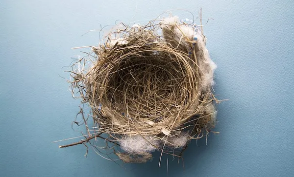 Empty Bird’s Nest On Blue