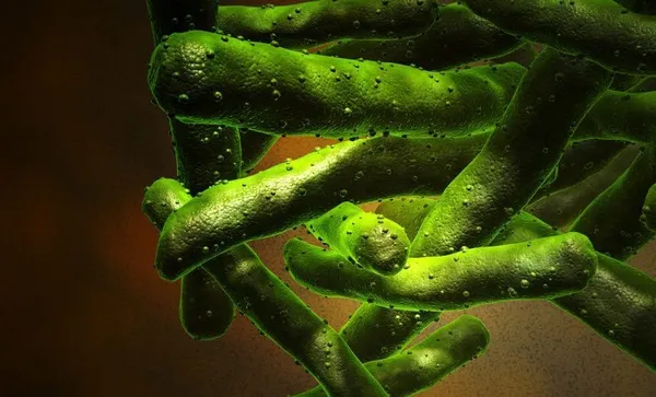 Mycobacterium tuberculosis