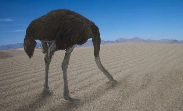 Ostrich hiding his head under  sand
