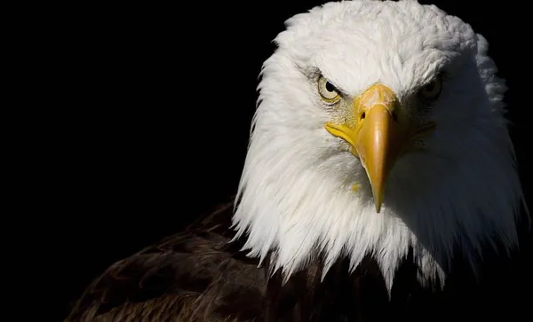 bald-eagle