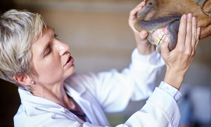 Veterinarian examining teeth of a horse in stable