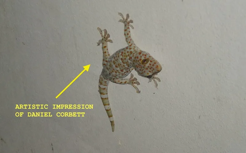 gecko