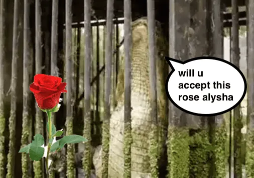 rose