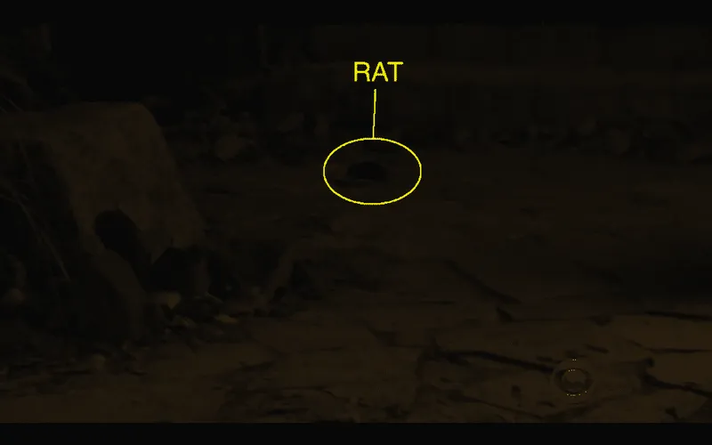 rat