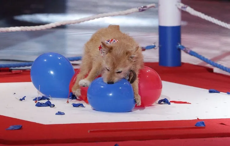 *** MANDATORY BYLINE TO READ: Syco / Thames / Corbis *** The 2015 Britain's Got Talent semi finalists are seen performing on stage for the live show on Monday, May 25th at the Fountain Studios in London. Pictured: Mitch & Cally the Wonderdog Ref: SPL1036654  250515   Picture by: Dymond / Syco / Thames / Corbis