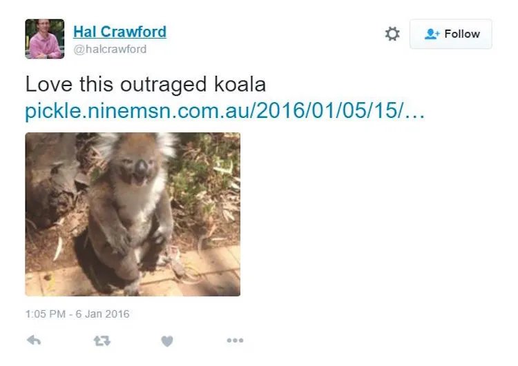 tweetoutragedkoala