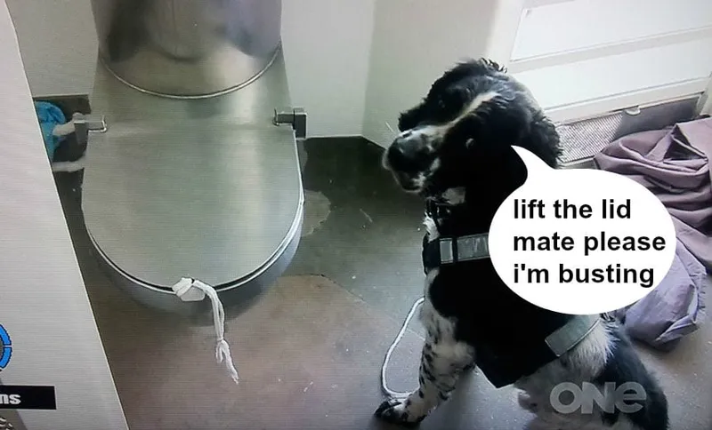 dogherobubble