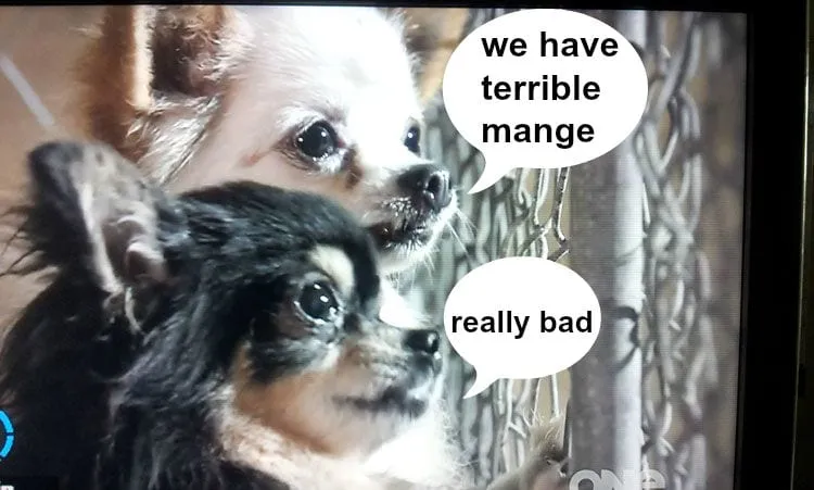 dog3
