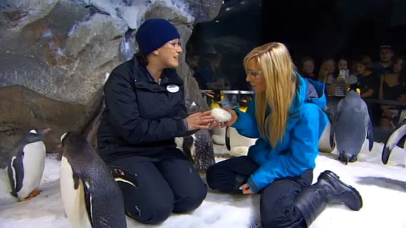 OA_GETA_Sea World Penguins