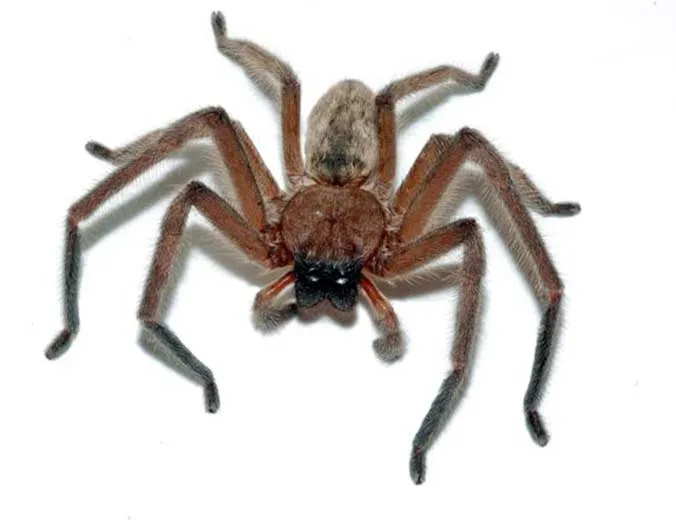 Huntsman-Spider-Delena-cancerides