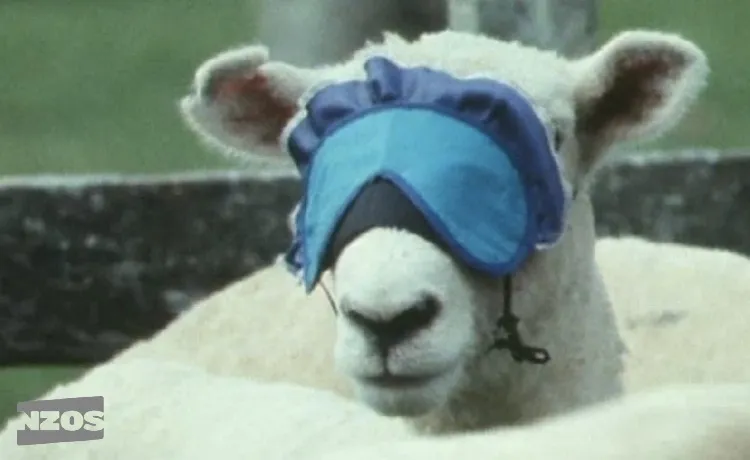sleepsheep