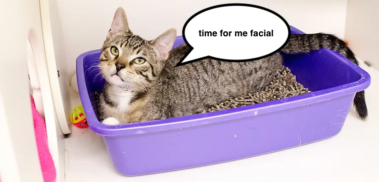 cat-care_litter-box-problems_main-image1_0