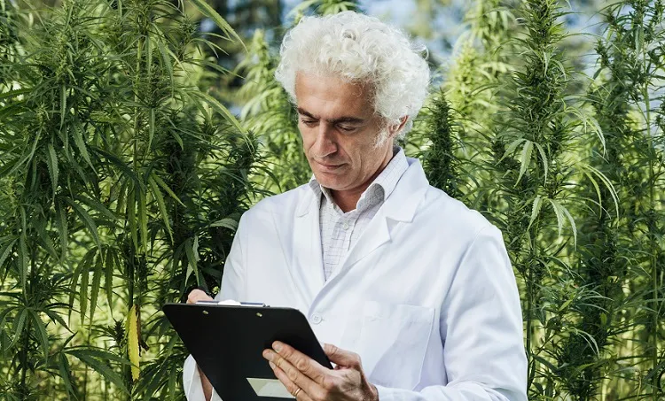 Scientist checking hemp plants