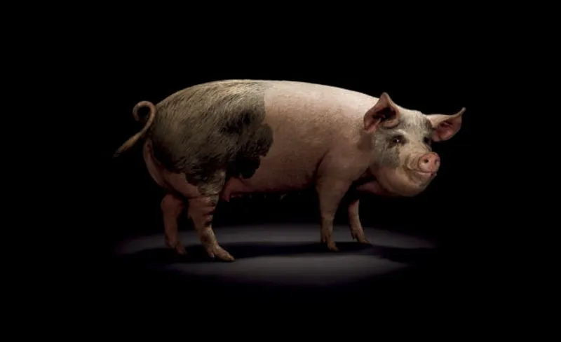 mbpig