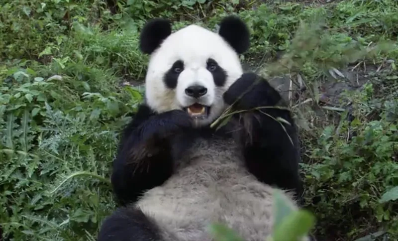 panda