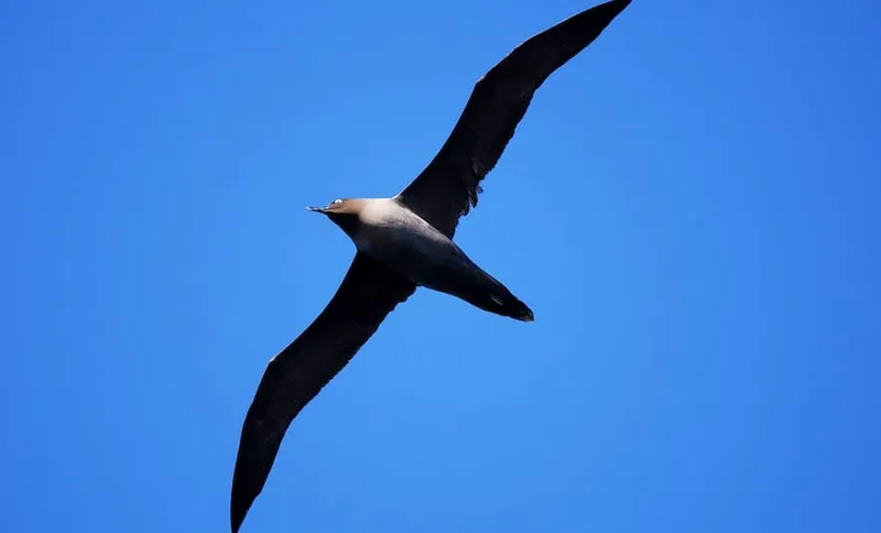 A Sooty Albatros in full flight at Enderby Island