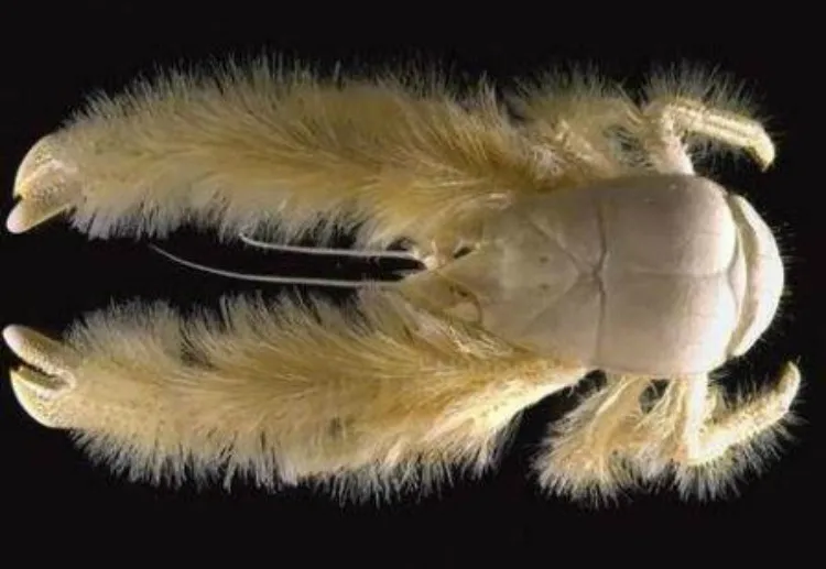 hoffcrab