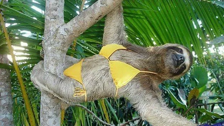 slothstripper