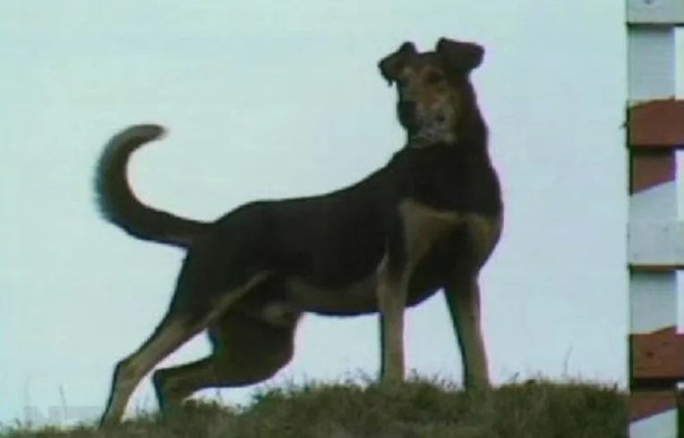 dog