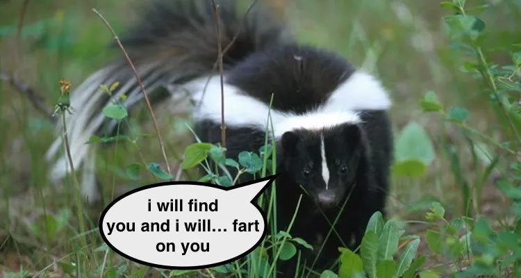 stripedskunk1