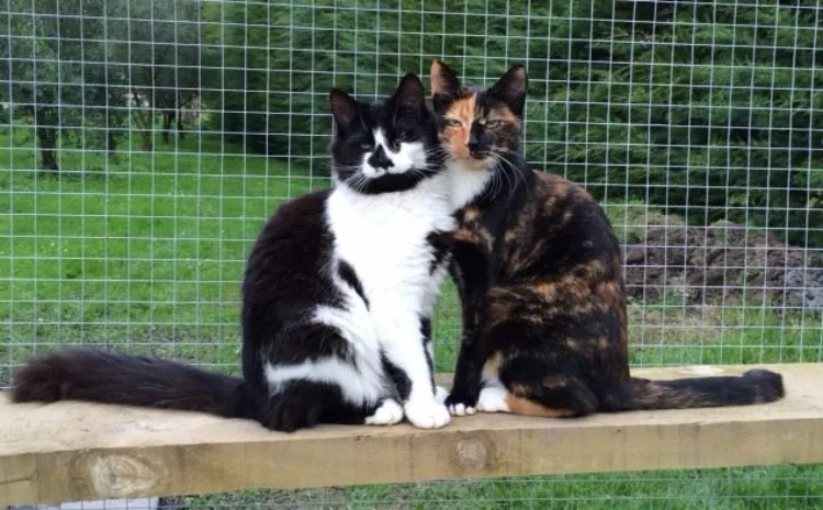 cat3