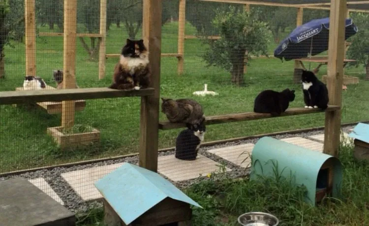cats