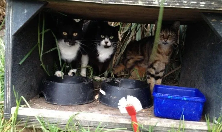 MORE PUSSY PALACE PUSSIES