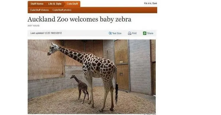 stuffzebra