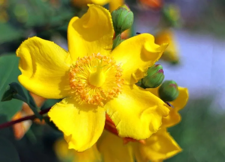 St John's Wort