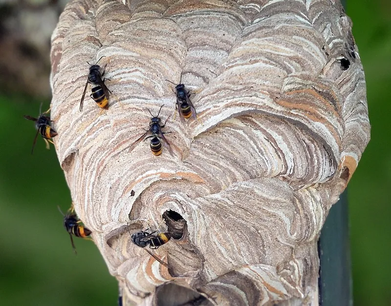 Several wasps crawl on a large, intricately patterned paper nest with swirled brown and beige layers, set against a blurred green background.