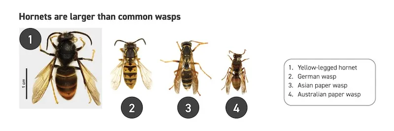 Four insect specimens lined up left to right: a large yellow-legged hornet, a German wasp, an Asian paper wasp, and an Australian paper wasp, showing hornets are larger than common wasps.