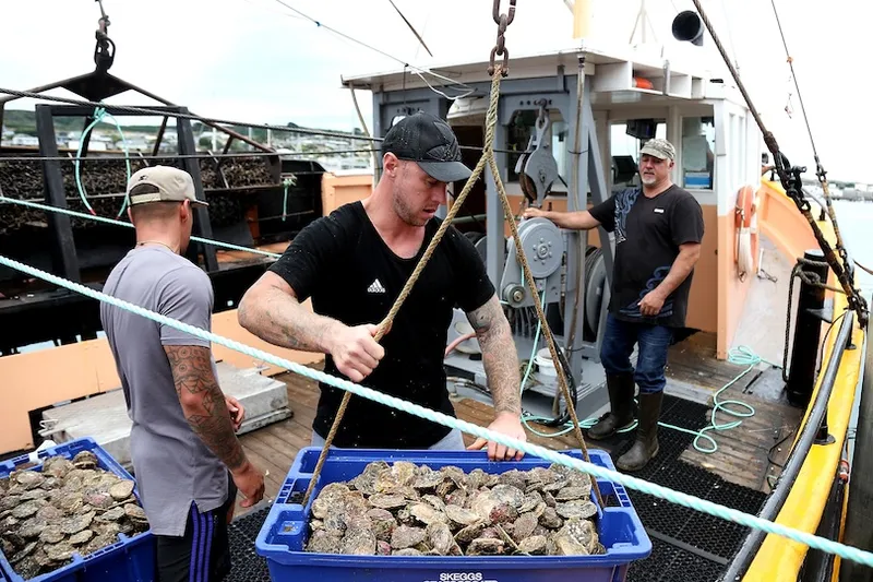 Three men work on a fishing boat, sorting and handling crates filled with oysters. One man is lifting a blue crate, while another stands nearby and the third is at the boat's controls. The background shows water and equipment.