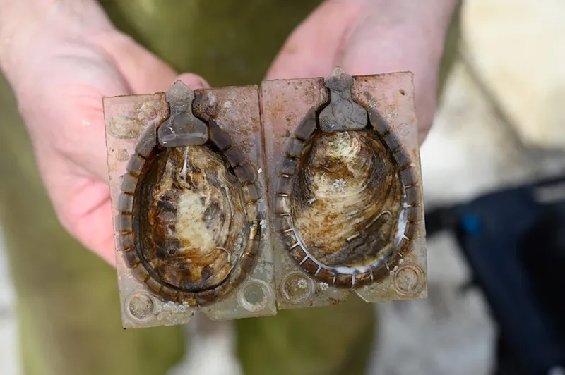 A person holds an open mould with a shell-shaped cavity, showing natural textures and some encrusted material.