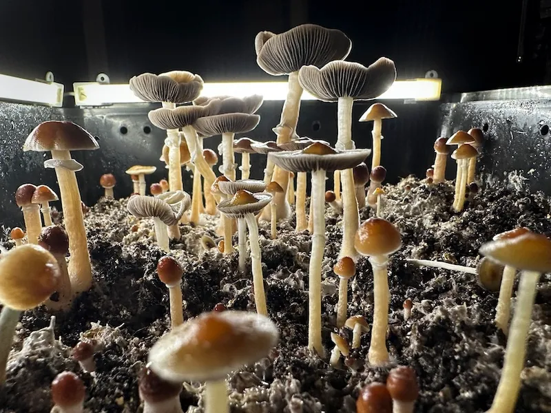 A close-up of numerous mushrooms with long stems and brown caps growing densely from dark, moist soil under bright artificial lights.