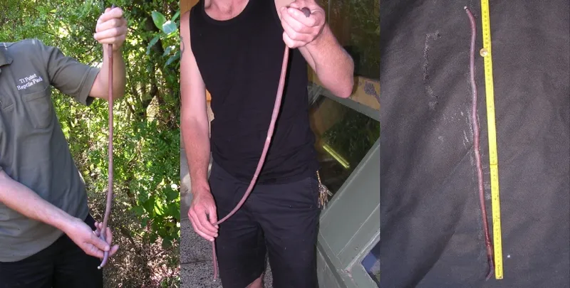 Three photos: two people each holding a long, thin, brown worm outdoors, and a closeup of the worm laid next to a measuring tape showing its length.