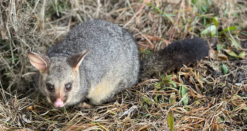 NZ Possum