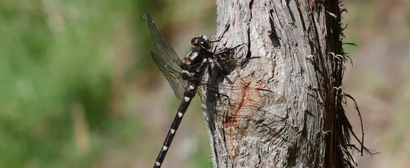 A close up photograph of a dragonfly resting on a tree branch.