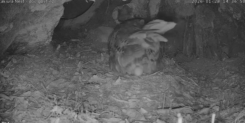 A large kākāpō sits on the ground inside a rocky nest, partially obscured by its raised wing. The scene is in black and white, likely from a night-vision camera, with dirt and rocks visible around the nest.