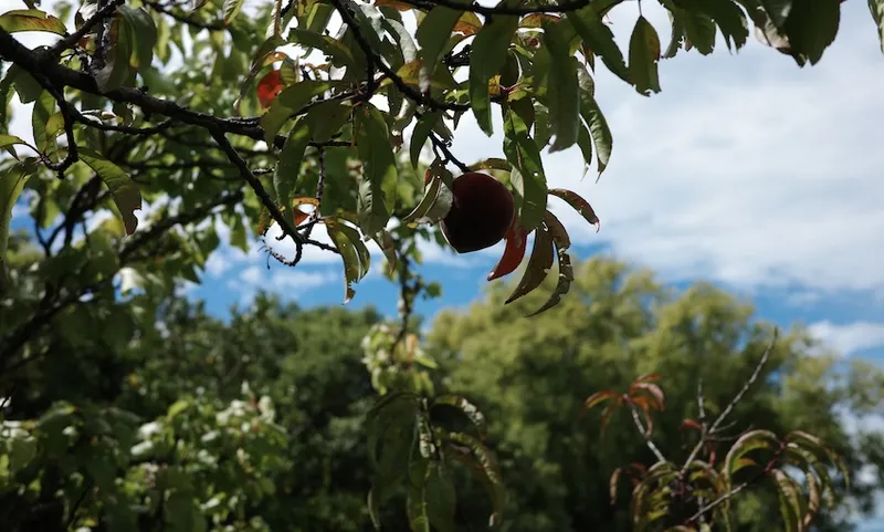 a peach tree with more trees in the background