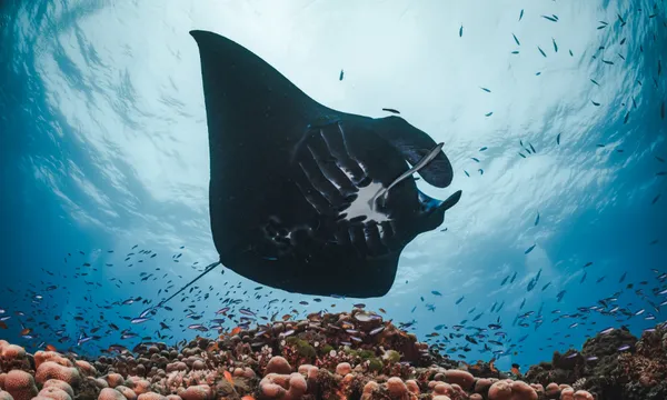 A large manta ray swims gracefully above a vibrant coral reef, surrounded by small colorful fish, with sunlight filtering through clear blue water from above.