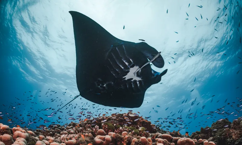 A large manta ray swims gracefully above a vibrant coral reef, surrounded by small colorful fish, with sunlight filtering through clear blue water from above.