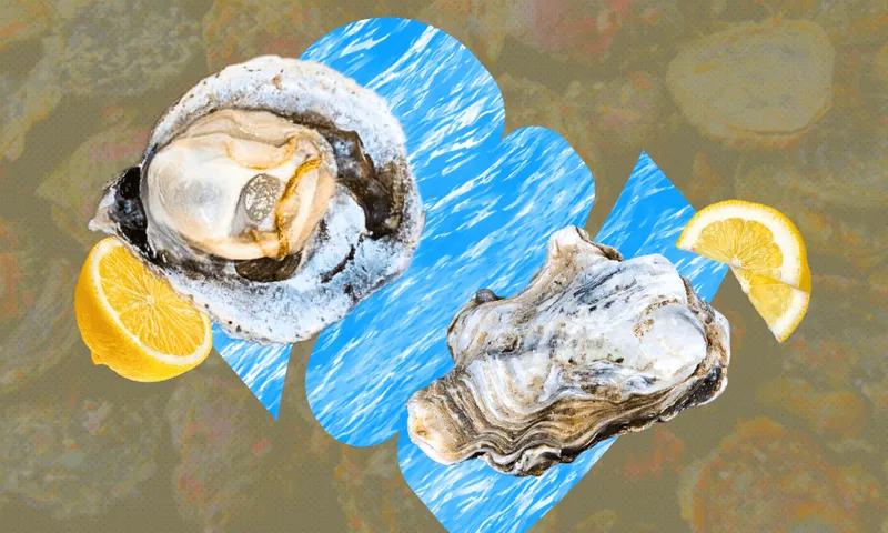 Bluff oysters
