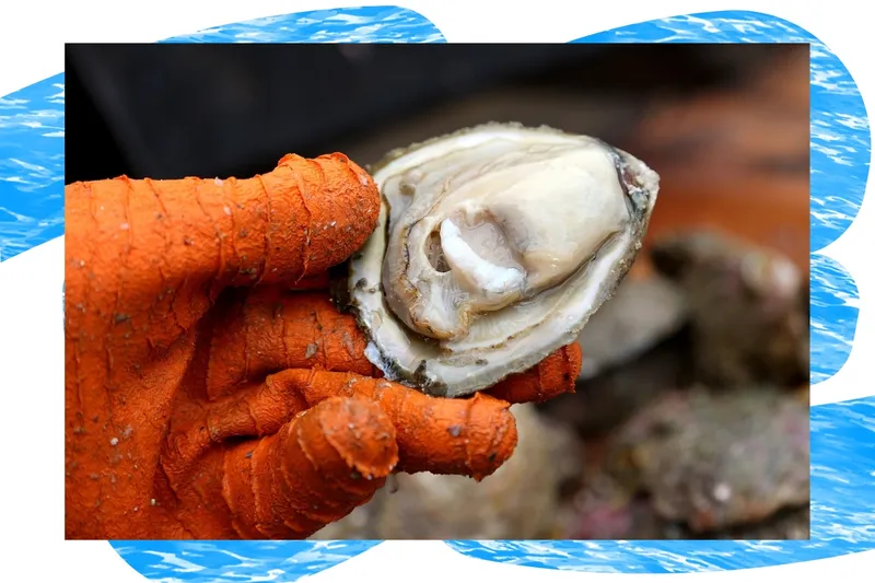 A Bluff oyster